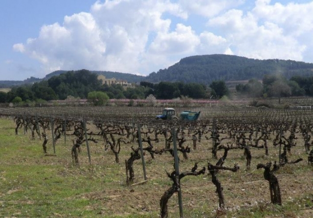 vinedos de cava en un dia despejado